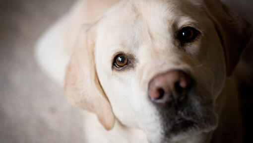 can dogs eyes take the wind outside