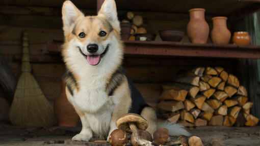 The dog sitting in a wooden room with mushrooms