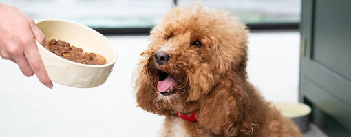 Brown puppy is excited about the dog food.