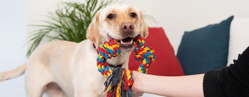 White labrador standing and smiling.