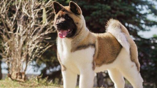 Fluffy brown-white Akita standing