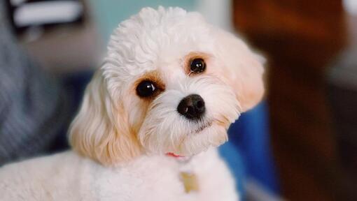 Cavachon dog