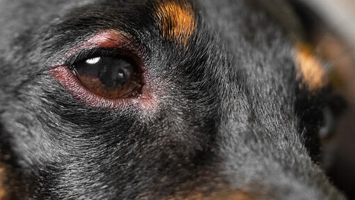 how do you know if your dog has an eye infection