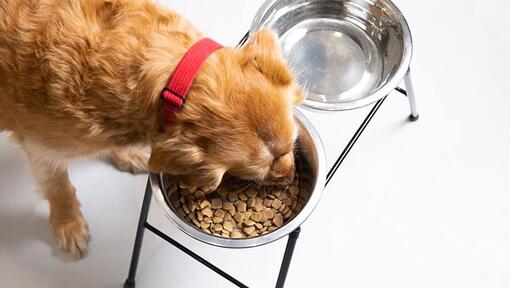 older dog bending down to drink