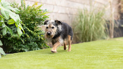 senior dog exercising outside