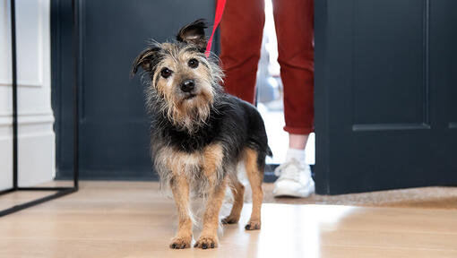 senior dog standing by door ready to go out