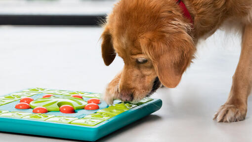 senior golden retriever playing with brain puzzle