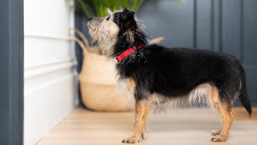 senior dog staring at wall