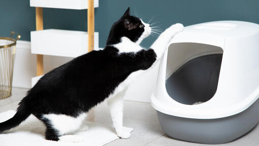 Black and white cat with a tray