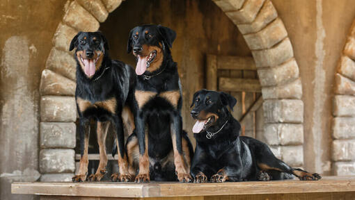 Three Beaucerons standing