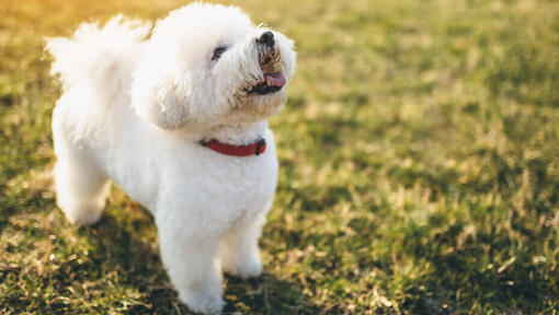 razas de perros pequeños y peludos - Bichón Frisé mirando hacia arriba