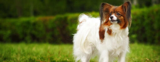 Brown-white fluffy dog standing on the grass