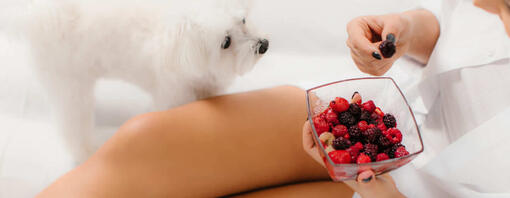 Can Dogs Eat Raspberries? Read Before You Feed | Purina UK