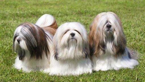 razas de perros pequeños y peludos - Tres Lhasa Apso yacen en la hierba