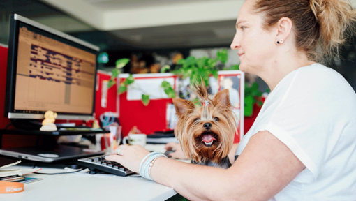 Woman working on a computer with a dog sat on her lap