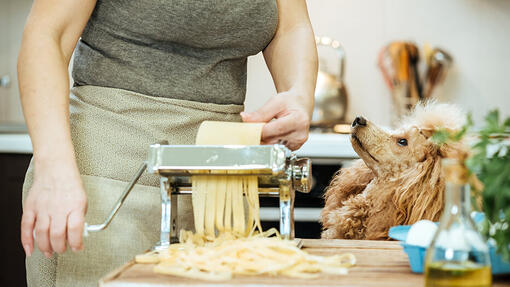 Fluffy dog looking at owner making pasta