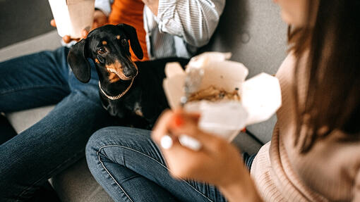 Black small dog looking at owner eating pasta