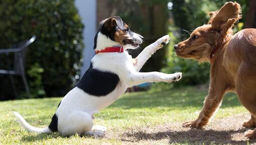 puppies playing together in a garden
