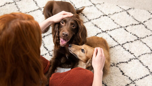 Mistress stroking the dog