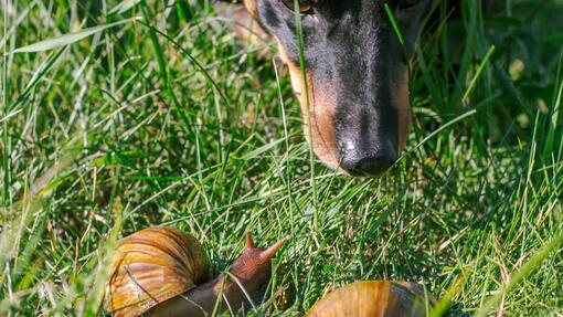 Dog and snails