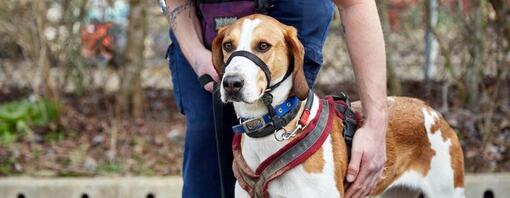 Behaviourist team at the RSPCA receive welcome funding boost to help more than 100 lockdown dogs