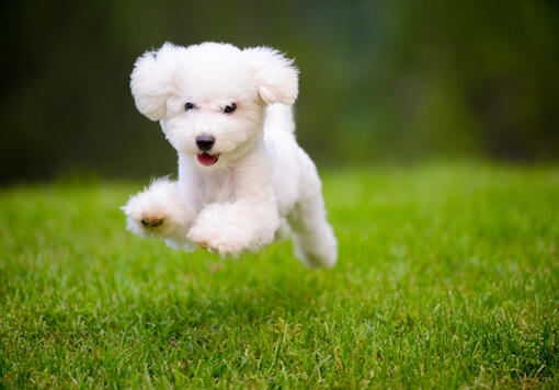 Bichon Frise puppy running through field