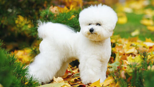 Bichon Frise 