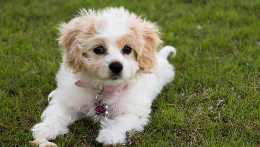 Cavachon