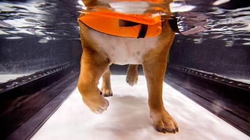 Dog learns to swim