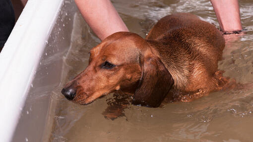 Dog bathing in the bath