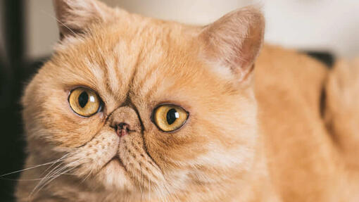 Ginger Exotic Shorthair Cat