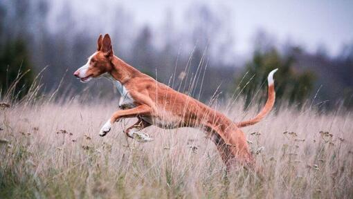 Ibizan Hound