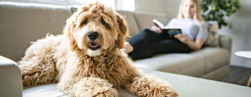 Labradoodle