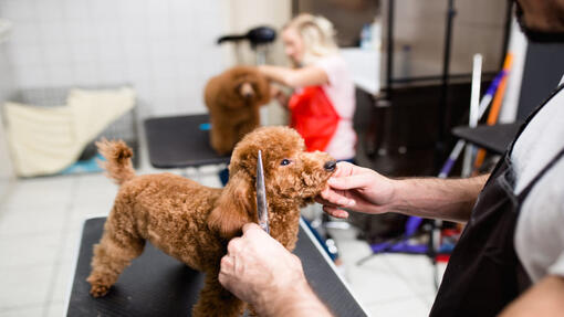 Poodle Being Groomed