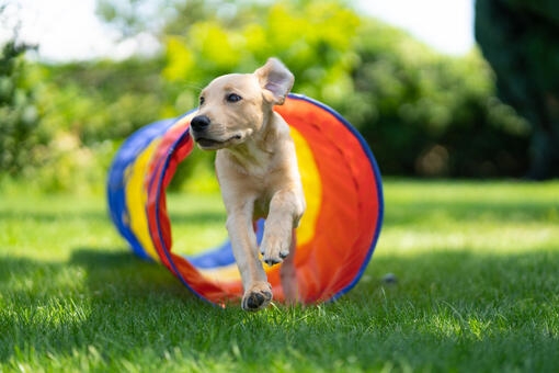 can you take a puppy outside at 8 weeks