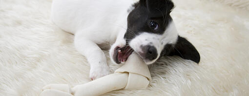 Little Pup With Bone 