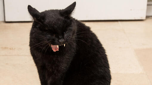 Cat coughing
