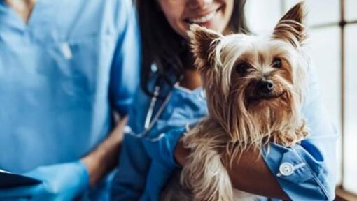 Vet holding a dog