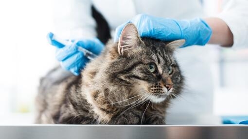 Cat having injection at the vets