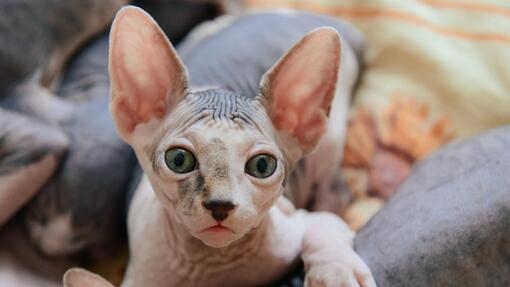 Sphinx cat lying down