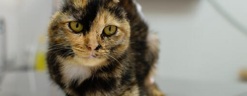 Earless cat at the vets