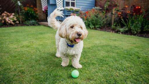 Cockapoo playing in the garden