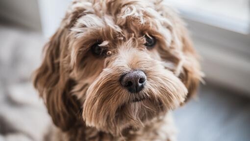 Cockapoo puppy looking at camera