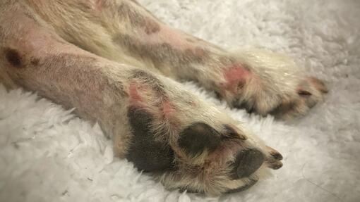 what does a melanoma look like on a dog