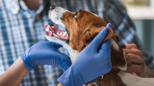Dog being examined by the vet