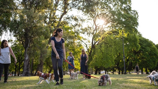 group of women walking their dogs in the park