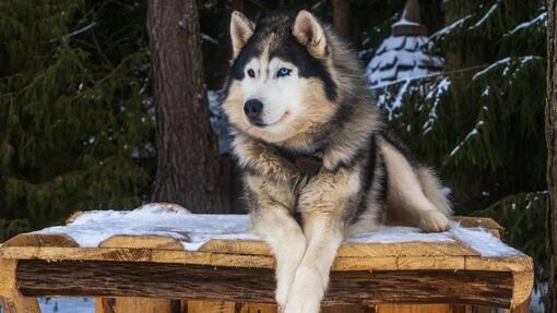 Alaskan Malamute lying in the snow