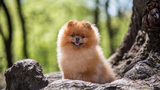 Pomeranian sitting in a park
