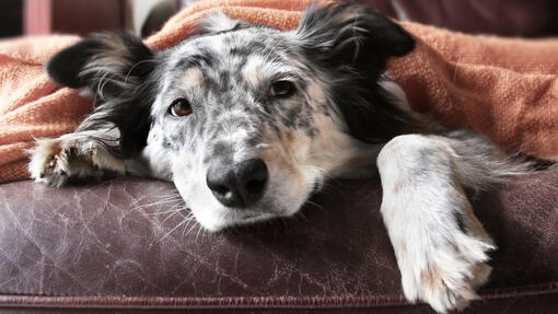 dog under a blanket