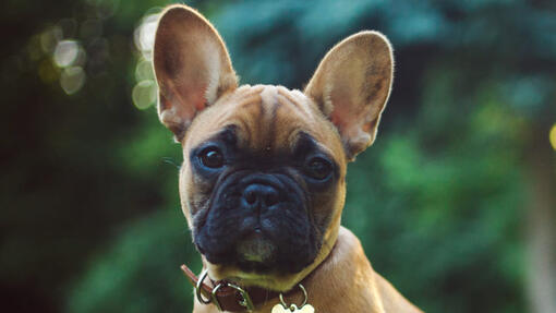 french bulldog sitting on the grass